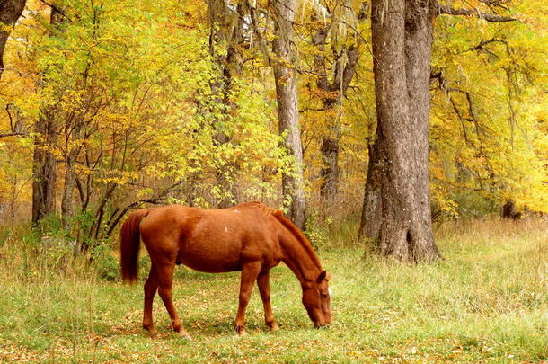 棕色的马在森林里<strong>吃东西</strong>
