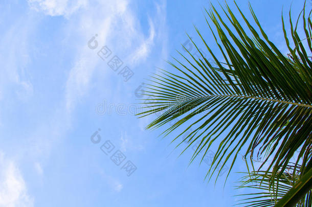天空背景上的椰子棕榈叶。 <strong>暑假</strong>横幅<strong>模板</strong>与地方为文本。