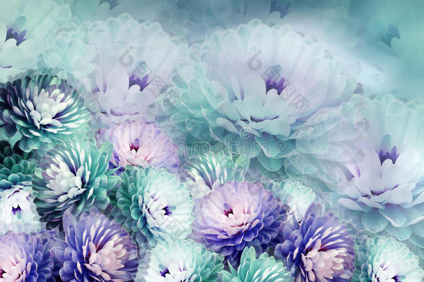 花菊在模糊的背景上。 绿松石-蓝紫背景。 花拼贴。 花的组成