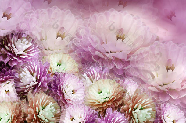 花菊在模糊的背景上。 红紫粉<strong>红背景</strong>。 花拼贴。 花的组成。