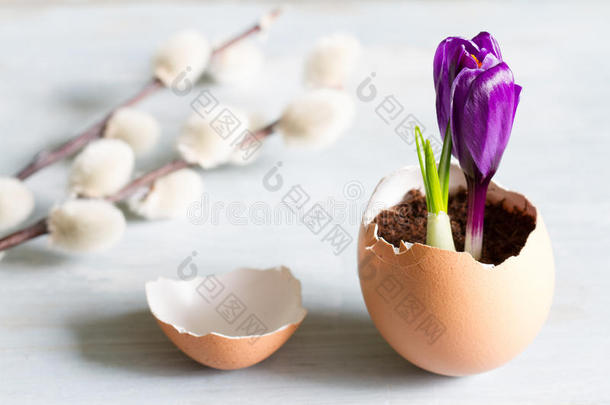 破碎的鸡蛋和紫罗兰红花复活节象征新的生活