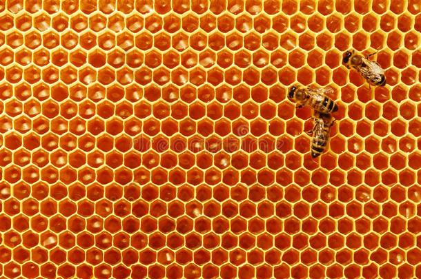 蜜蜂与蜂蜜和蜜蜂的蜂窝。 养蜂业。
