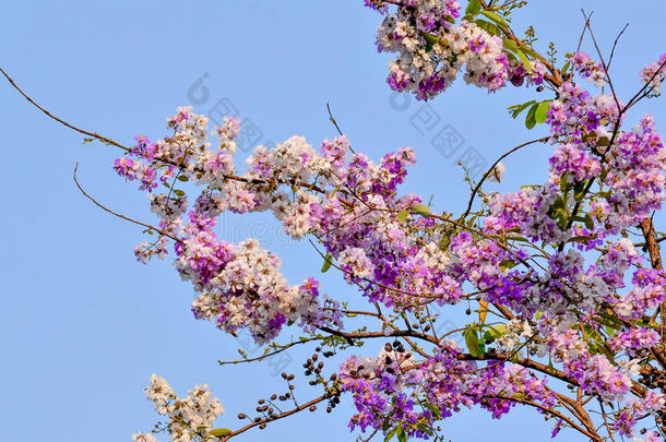 泰国美丽的紫色花朵，户外。