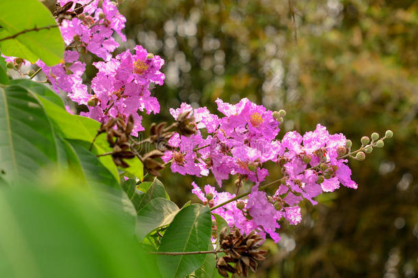 泰国美丽的紫色花朵