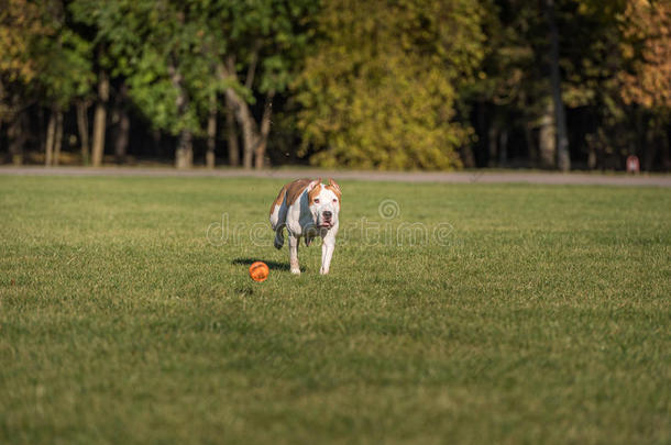 美国斗牛犬在草地上奔跑。 试着接球。