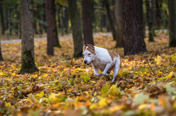 美国斗牛犬正在秋天的地面上奔跑。 试着接球。