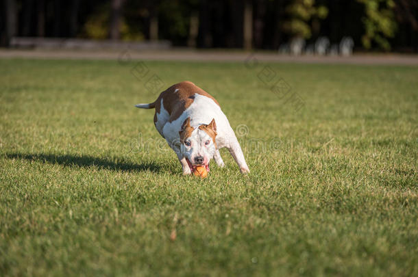 美国斗牛犬在草地上奔跑。 试着接球。