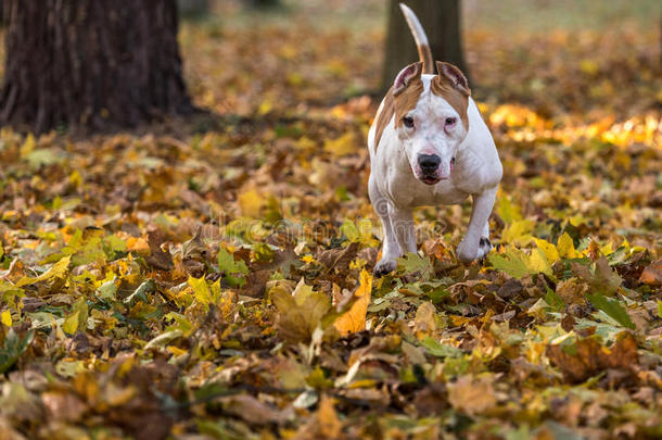 美国斗牛犬正在秋天的地面上奔跑。 试着<strong>接球</strong>。