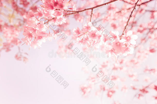 美丽的复古樱花樱花在春天