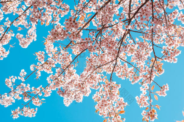 美丽的复古樱花树花樱花在春天的蓝天背景