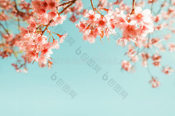 美丽的复古樱花樱花在春天。