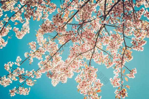 美丽的复古樱花树花樱花在春天的蓝天背景