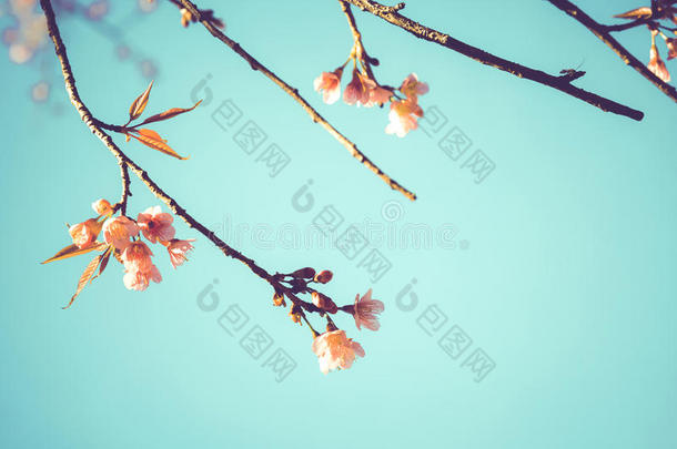 美丽的复古樱花树花樱花在春天。