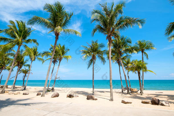 夏天热带海滩上的椰子棕榈树。