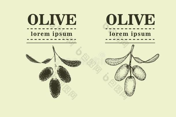 图形橄榄枝。 手绘徽标模板。 用于广告天然橄榄产品的矢量插图。 古董