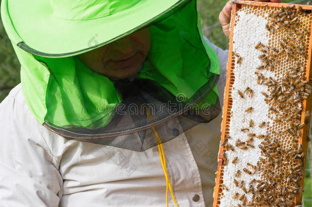 农业养蜂人养蜂场养蜂养蜂师