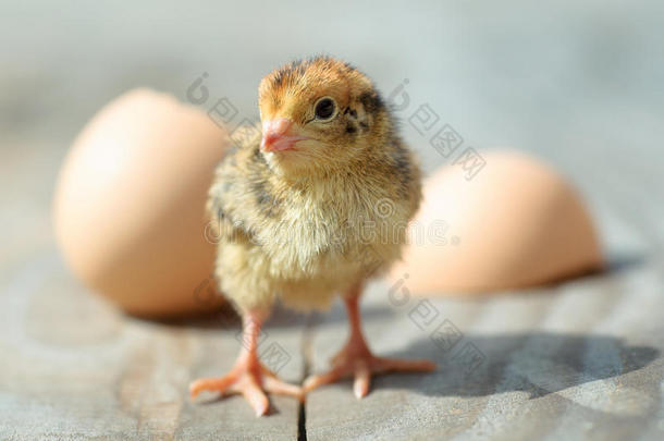 有趣的新生小鸡从鸡蛋里孵化出来
