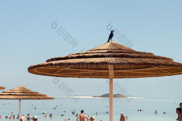 沐浴海滩鸟蓝色身体