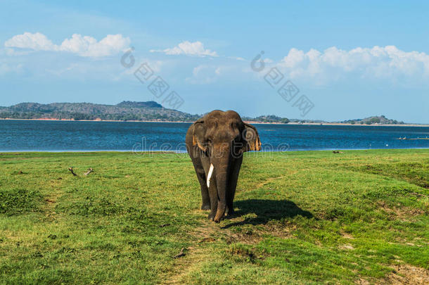 在斯里兰卡的Minneriya国家公园的水洞里，一头长着一只象牙的大象公牛