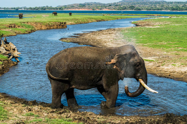 在斯里兰卡Minneriya国家公园的水洞里洗澡大象