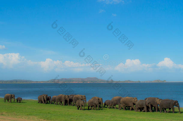 斯里兰卡Minneriya国家公园的水洞里的大象