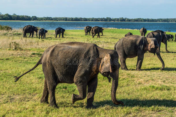 斯里兰卡Minneriya国家公园的水洞里的大象