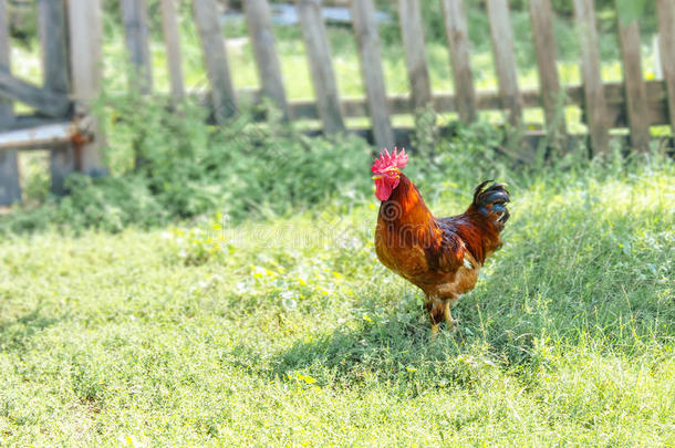 自由行走的公鸡在草地上有篱笆