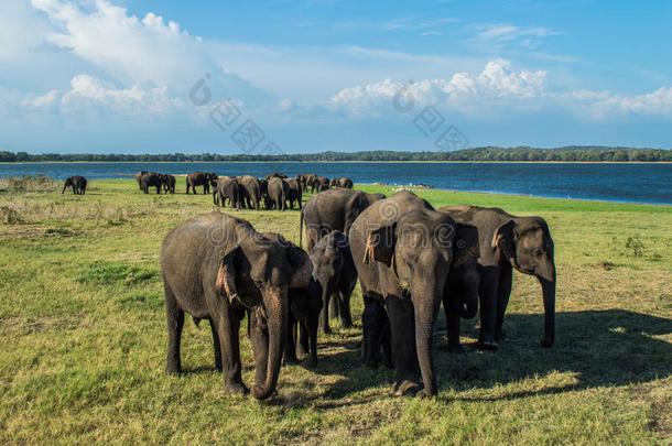 大象母亲在斯里兰卡的Minneriya国家公园的水洞里保护他们的孩子