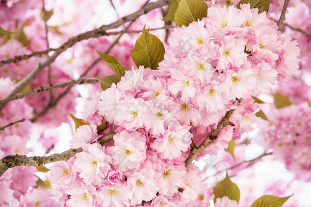 开花樱花树，特写春天的场景