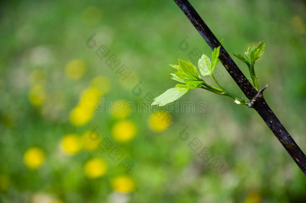 新鲜绿叶的细枝特写。 模糊的黄色D