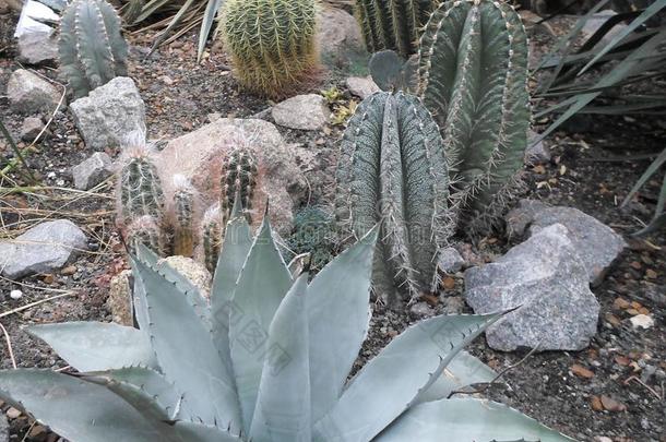 仙人掌圆，沙漠植物，仙人掌