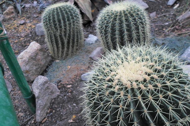 仙人掌圆，沙漠植物，仙人掌