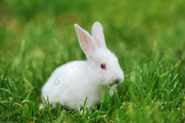 小白兔在草地上