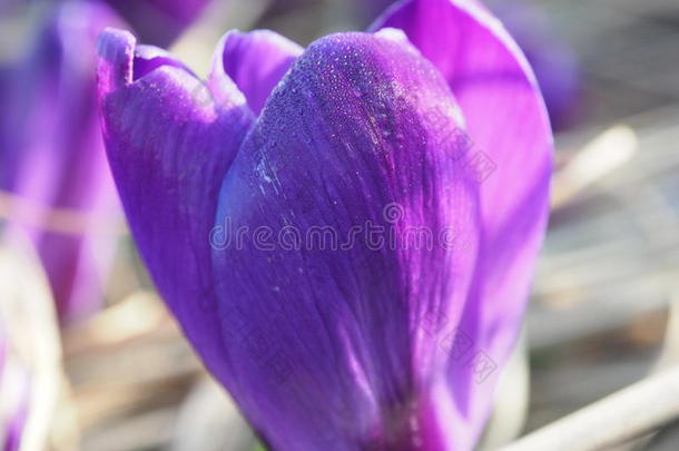 美丽的大照片番红花盛开的花<strong>开春</strong>花紫罗兰
