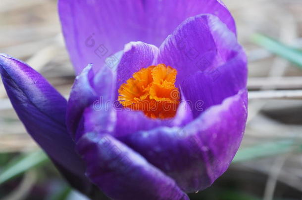 美丽的大照片番红花盛开的花开春花紫罗兰