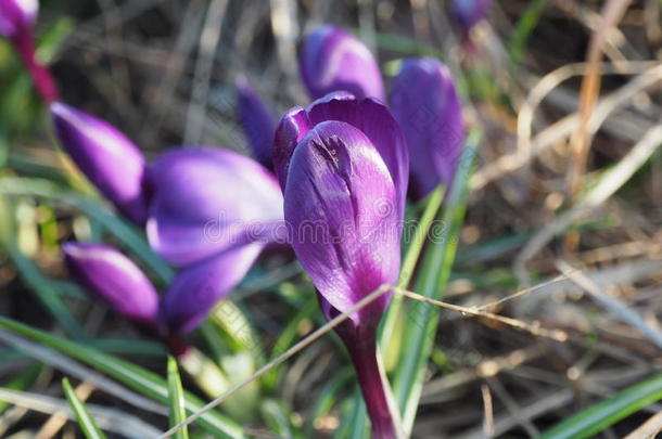 美丽的大照片番红花盛开的花开春花紫罗兰