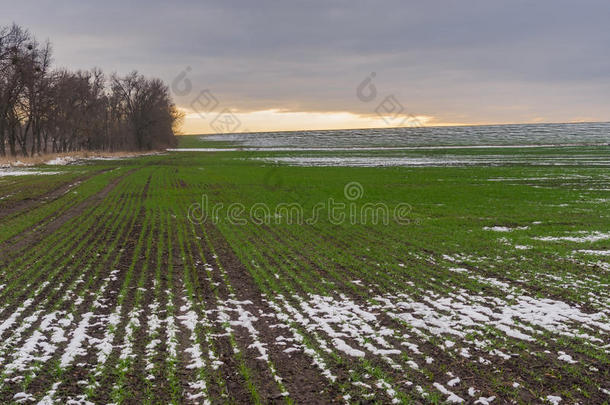 乌克兰秋季季节有一排冬季作物的田野