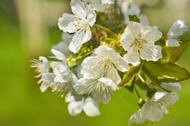 开花的樱桃或鸟樱桃树。 春天花园里的花柱