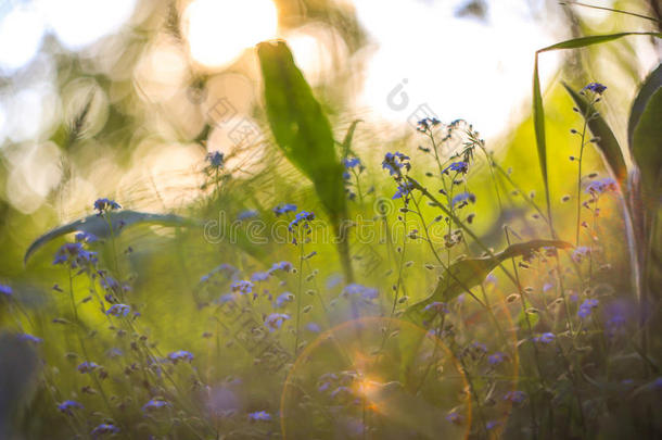 抽象的明亮模糊的背景与春天和夏天的<strong>小蓝</strong>色花草。 在阳光下有美丽的波克