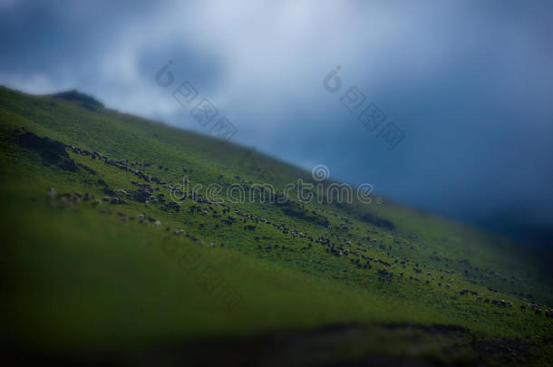 许多羊在高加索一座壮丽的山的斜坡上吃草