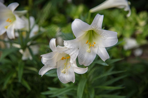 两朵开在初春的白色复活节百合花的特写