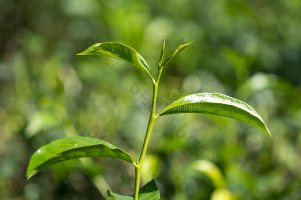 在种植园的茶树上特写新鲜茶叶