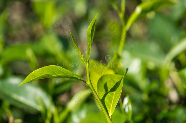 在<strong>种植园</strong>的茶树上特写新鲜<strong>茶叶</strong>