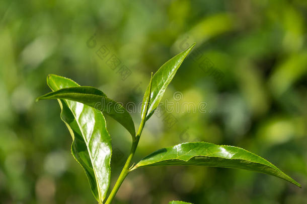 在种植园的茶树上特写新鲜茶叶