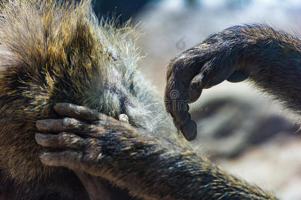 长大的橄榄狒狒梳洗家庭亲密的手