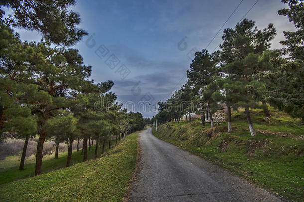 乡村的地面道路在冬天的乡村，傍晚的阳光下。 <strong>大气</strong>的乡村时刻。 有松树的农村沥青路。 g