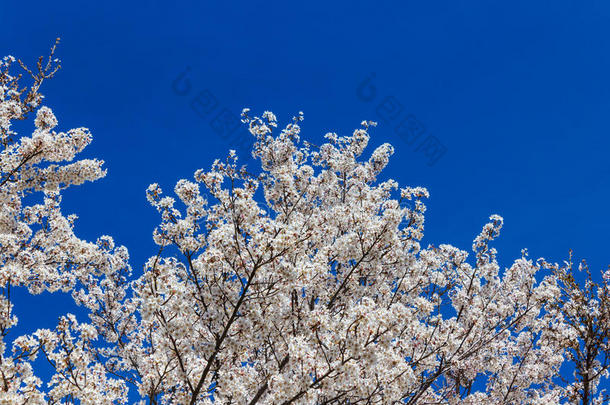 樱花，樱花季节在日本。