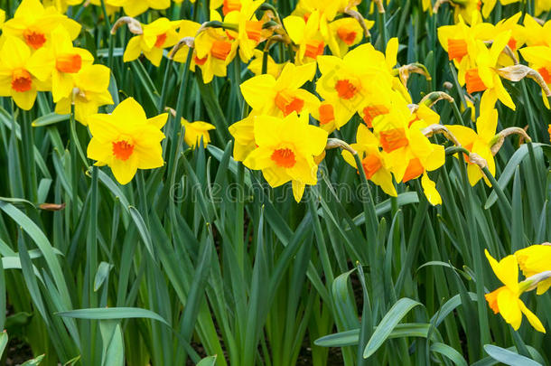黄水仙花盛开在春天全景背景下