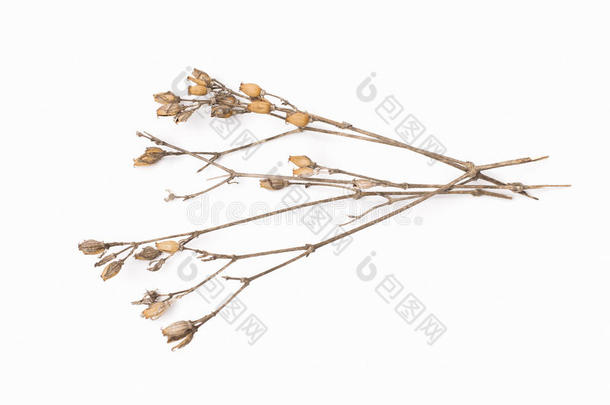抽象棕色小枝的干燥灌木与小的开放铃种子，花，孤立的元素在白色背景上的剪贴簿