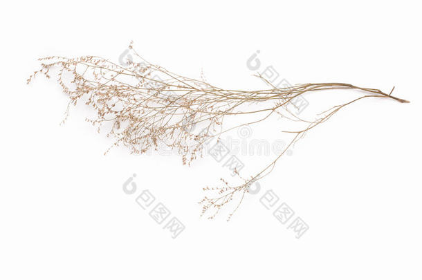 抽象棕色小枝的干燥灌木与小的开放铃<strong>种子</strong>，花，孤立的<strong>元素</strong>在白色背景上的剪贴簿